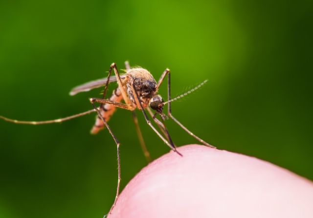 La picadura de mosquitos es una de las pesadillas del verano