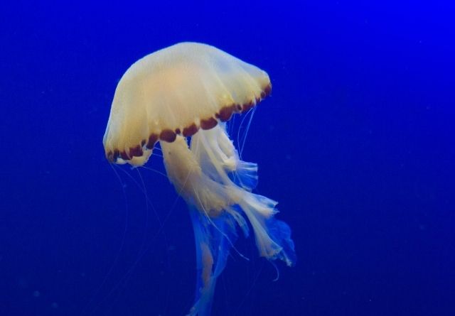 Qué hacer ante la picadura de una medusa