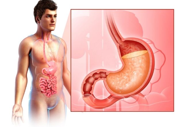 La digestión es un proceso largo que involucra a muchos órganos
